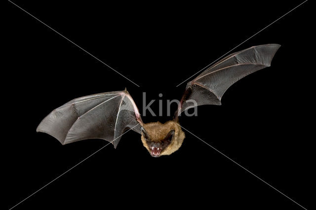 Serotine (Eptesicus serotinus)