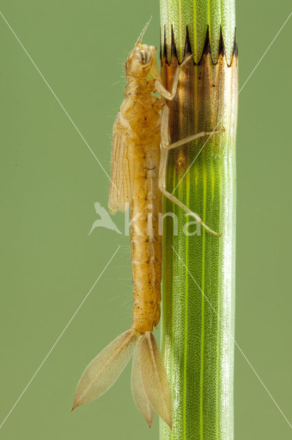 Blue-tailed Damselfly (Ischnura elegans)