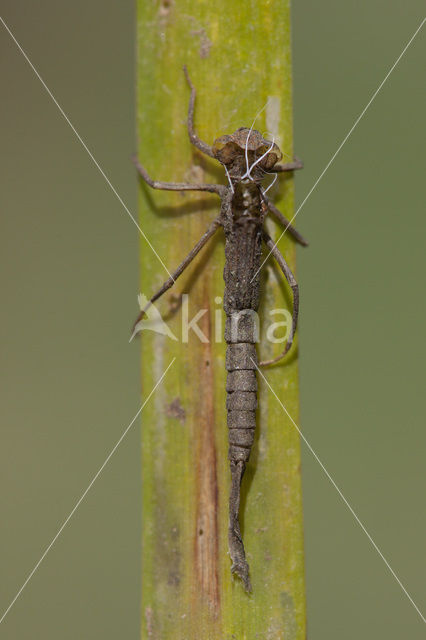 Lantaarntje (Ischnura elegans)