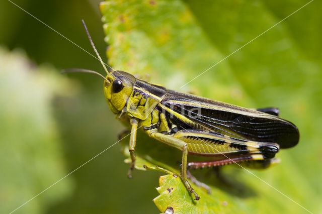 Large Banded Grasshopper (Arcyptera fusca)