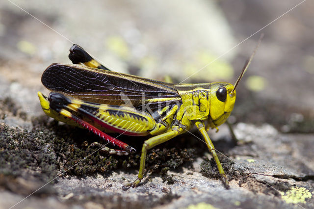 Large Banded Grasshopper (Arcyptera fusca)