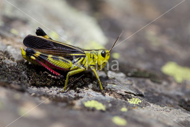 Large Banded Grasshopper (Arcyptera fusca)