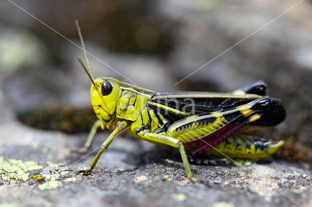 Large Banded Grasshopper (Arcyptera fusca)