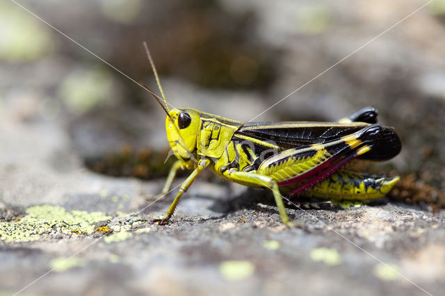 Large Banded Grasshopper (Arcyptera fusca)