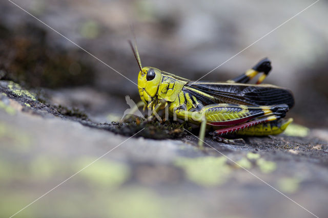 Large Banded Grasshopper (Arcyptera fusca)