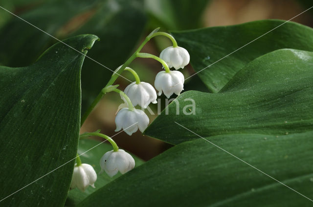 Lelietje-van-dalen (Convallaria majalis)