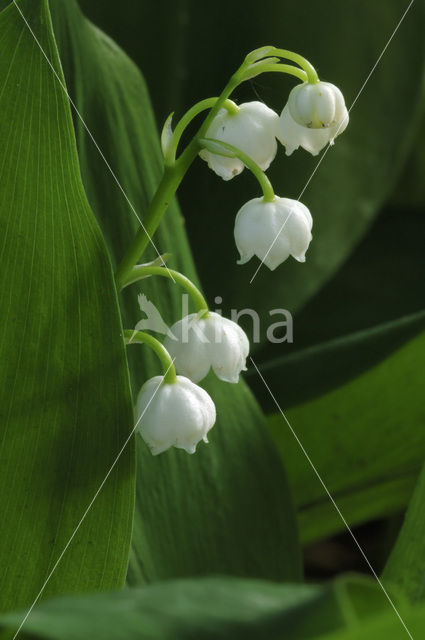 Lelietje-van-dalen (Convallaria majalis)