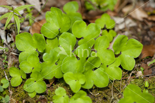 Round-lobed Hepatica (Hepatica nobilis)