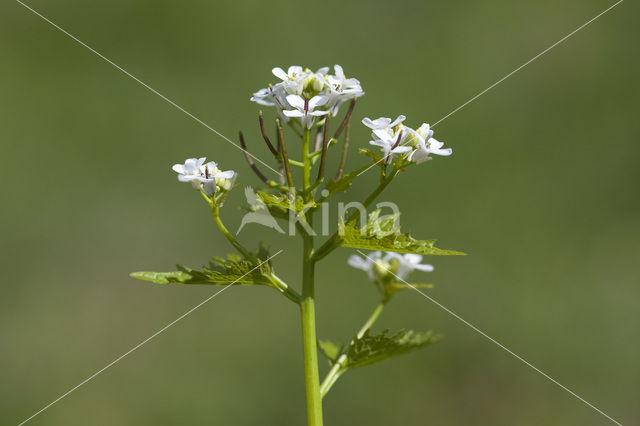 Garlic Mustard