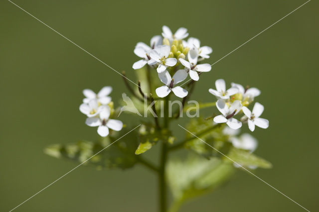 Garlic Mustard