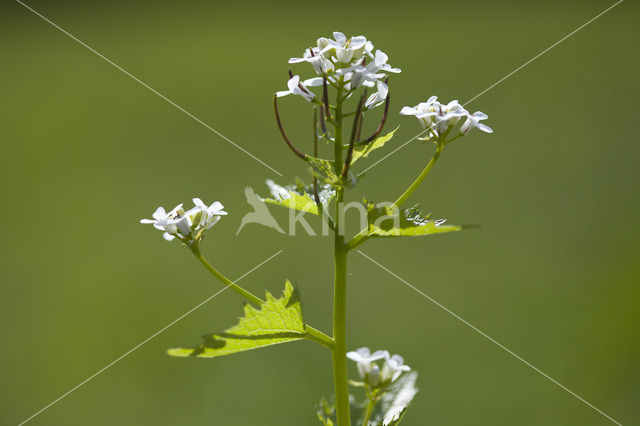 Garlic Mustard