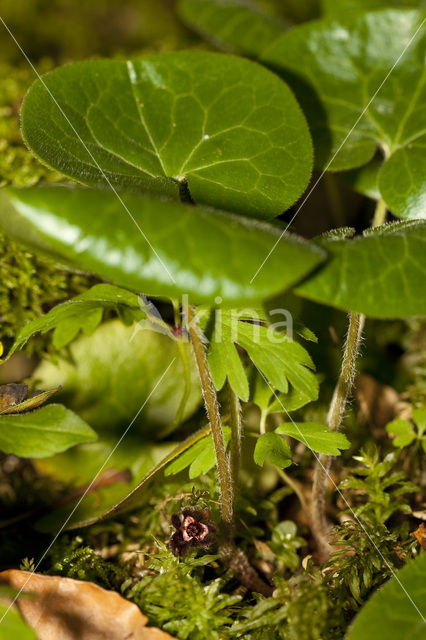 Mansoor (Asarum europaeum)