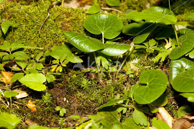 Mansoor (Asarum europaeum)