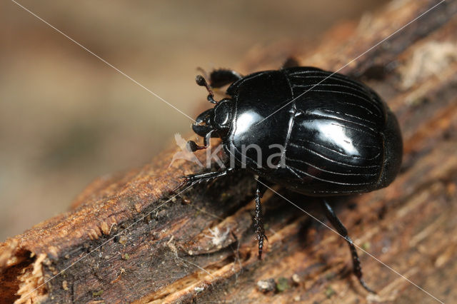 Margarinotus striola