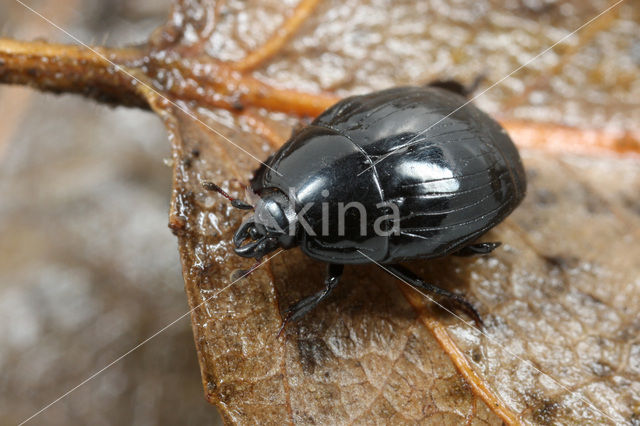 Margarinotus striola