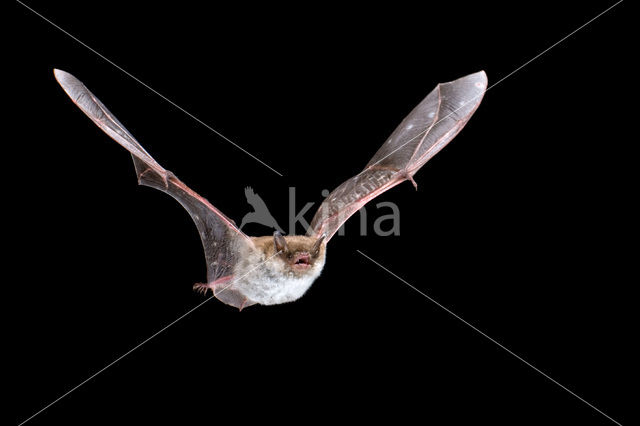 Meervleermuis (Myotis dasycneme)