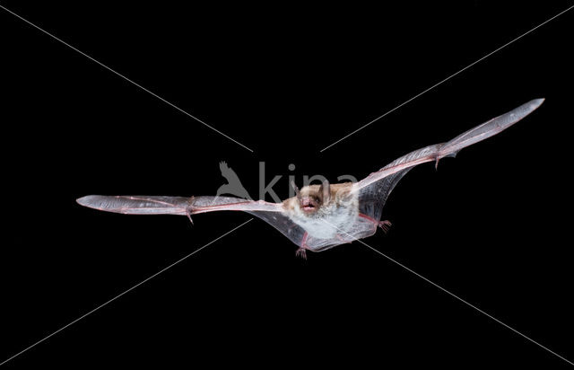 Pond Bat (Myotis dasycneme)