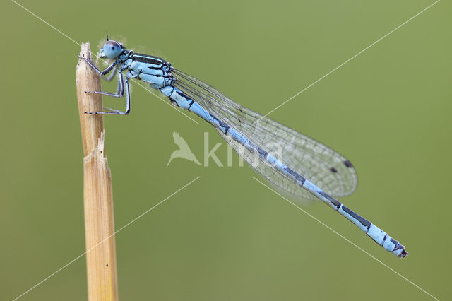 Southern Damselfly (Coenagrion mercuriale)