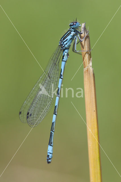 Southern Damselfly (Coenagrion mercuriale)