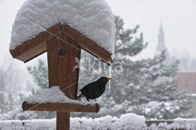 Merel (Turdus merula)