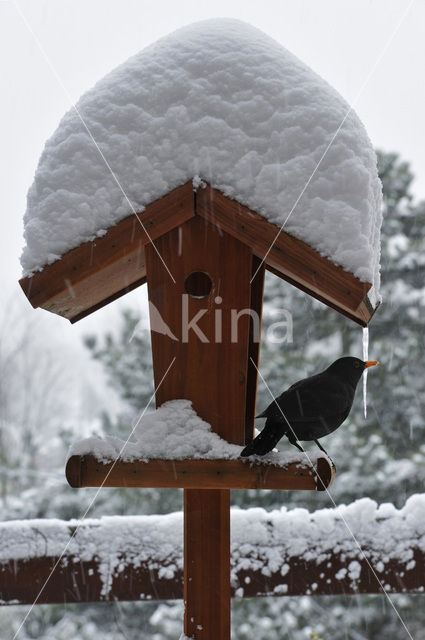 Merel (Turdus merula)