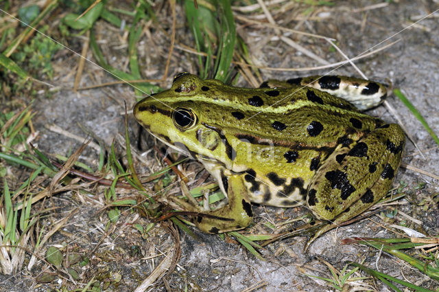 Middelste groene kikker (Rana klepton esculenta