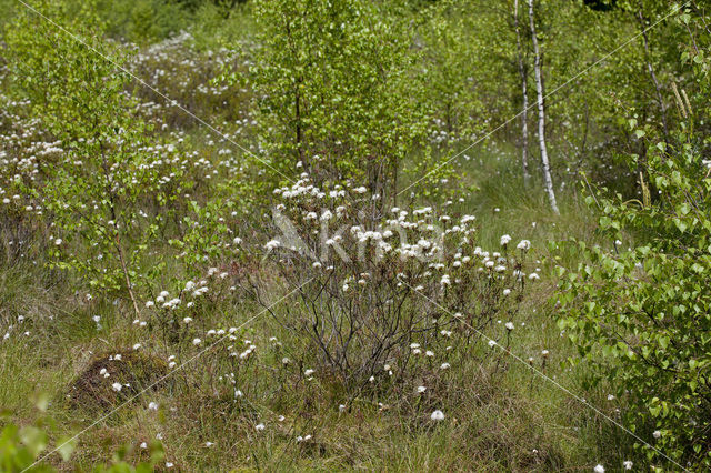 Marsh-Tea (Ledum palustre)