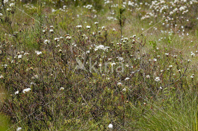 Moerasrozemarijn (Ledum palustre)