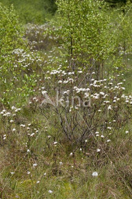 Marsh-Tea (Ledum palustre)