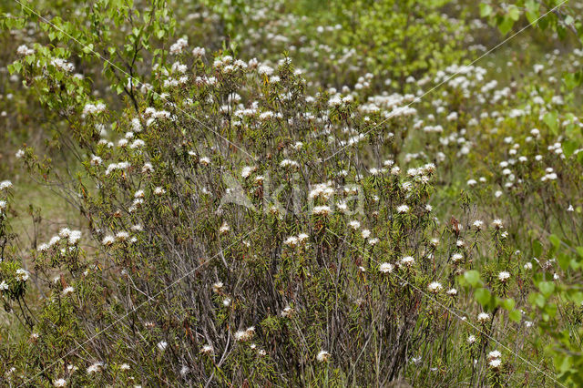 Moerasrozemarijn (Ledum palustre)