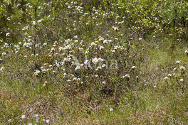 Moerasrozemarijn (Ledum palustre)