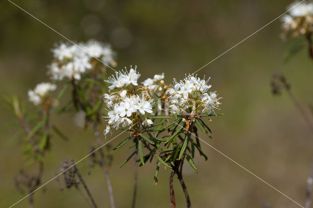 Moerasrozemarijn (Ledum palustre)