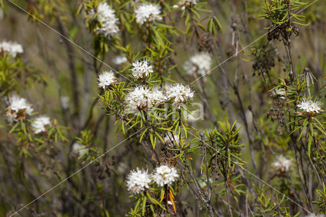 Marsh-Tea (Ledum palustre)