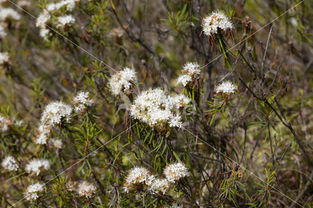 Moerasrozemarijn (Ledum palustre)