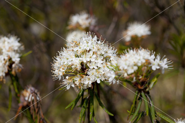 Moerasrozemarijn (Ledum palustre)