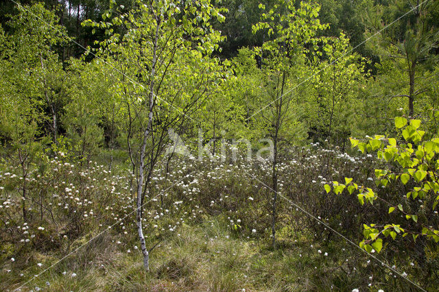 Moerasrozemarijn (Ledum palustre)