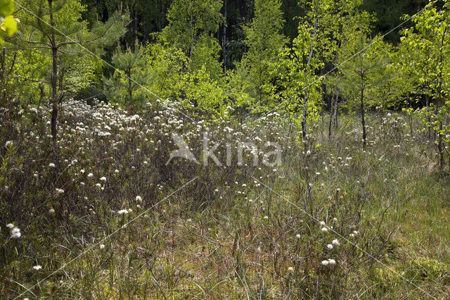 Marsh-Tea (Ledum palustre)