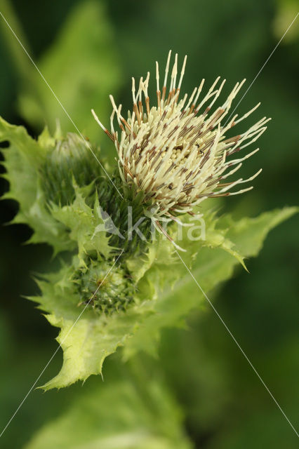 Cabbage Thistle (Cirsium oleraceum)