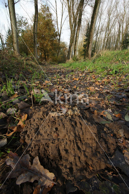 Mole (Talpa europaea)