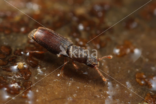 Monotoma longicollis