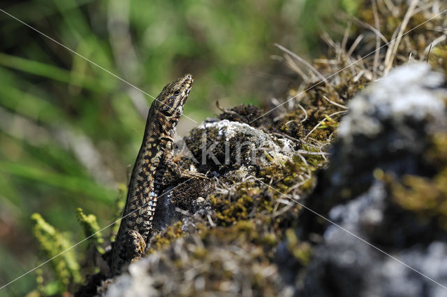 Muurhagedis (Podarcis muralis)