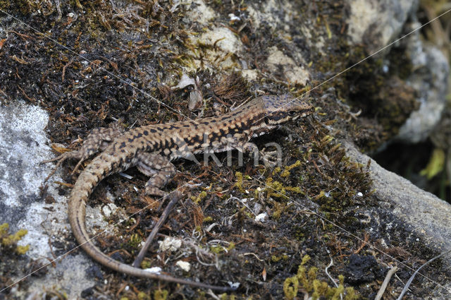 Wall Lizard (Podarcis muralis)