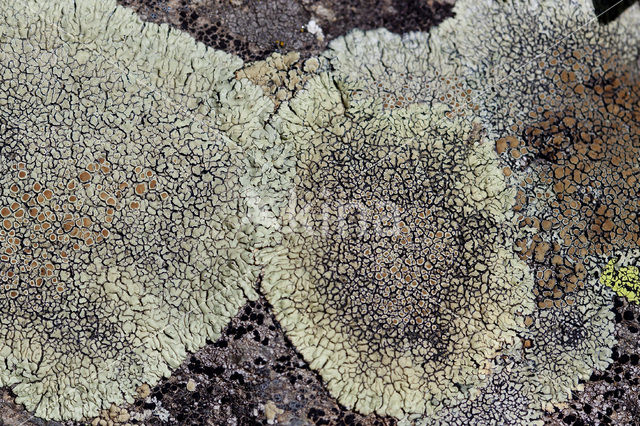 Muurschotelkorst (Lecanora muralis)