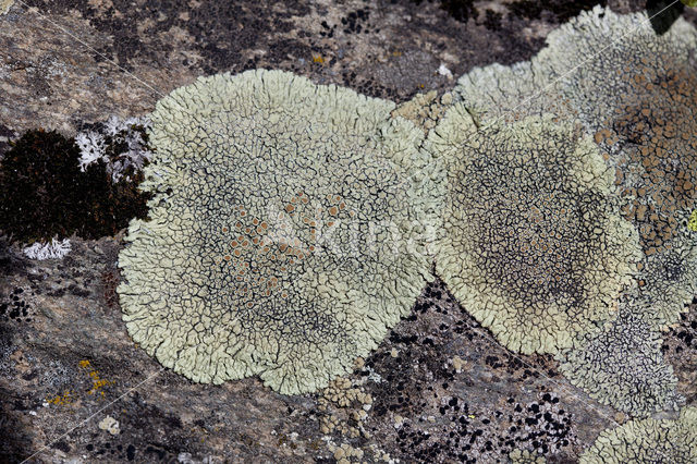 Stonewall rim lichen (Lecanora muralis)