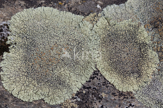 Stonewall rim lichen (Lecanora muralis)