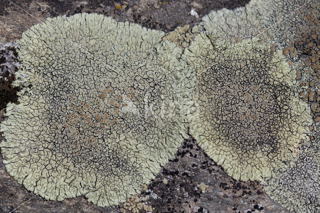 Muurschotelkorst (Lecanora muralis)