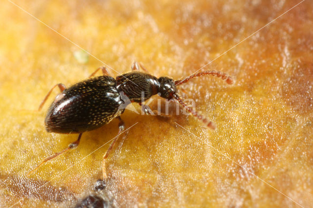 Neuraphes elongatulus