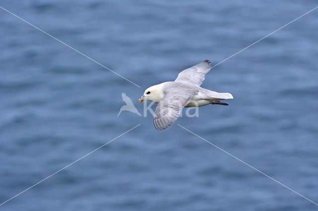 Noordse Stormvogel (Fulmarus glacialis)