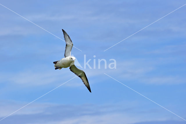 Noordse Stormvogel (Fulmarus glacialis)