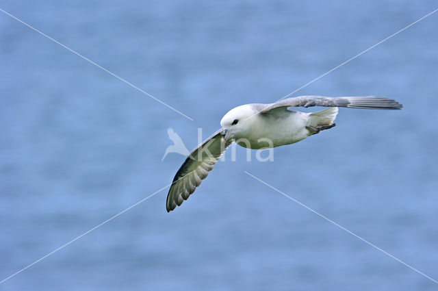 Noordse Stormvogel (Fulmarus glacialis)